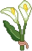 Calla Lilies