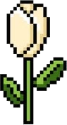 Ivory Tulip